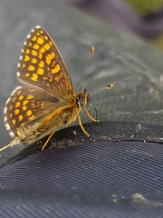 Melitaea athalia