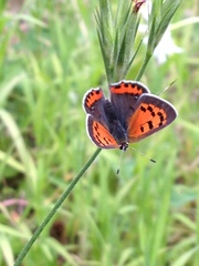 Lycaena phlaeas hypophlaeas
