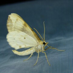 Gandaritis pyraliata