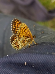 Melitaea athalia