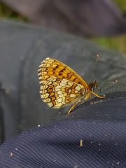 Melitaea athalia