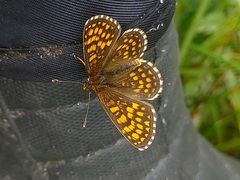 Melitaea athalia