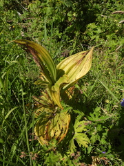 Veratrum