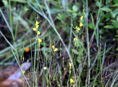 Utricularia juncea