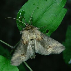 Abrostola asclepiadis