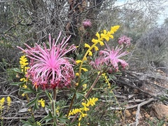 Isopogon dubius