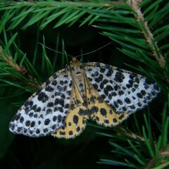 Arichanna melanaria