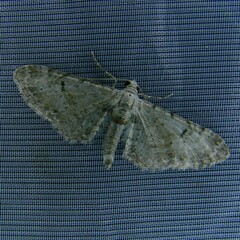 Eupithecia laquaearia