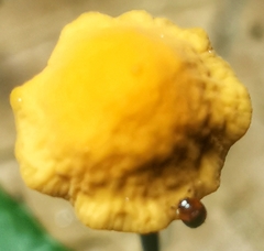 Cyllodes