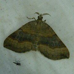 Scotopteryx chenopodiata