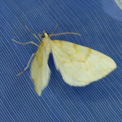 Gandaritis pyraliata