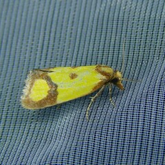 Agapeta zoegana