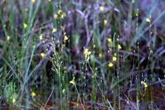 Utricularia juncea