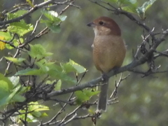 Lanius bucephalus