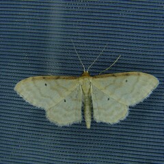 Idaea humiliata