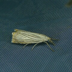 Chrysoteuchia culmella