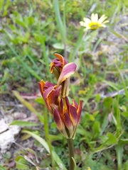 Baeometra uniflora