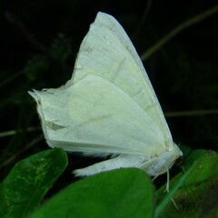 Ourapteryx sambucaria