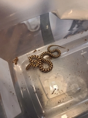 Lampropeltis calligaster