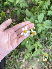 Bidens