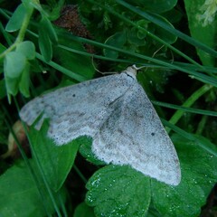 Scopula incanata