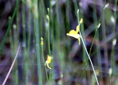 Utricularia juncea