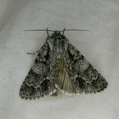 Acronicta auricoma