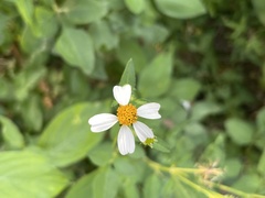Bidens