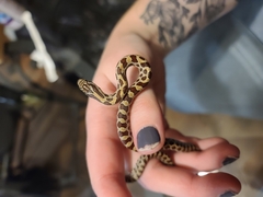 Lampropeltis calligaster