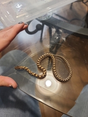 Lampropeltis calligaster