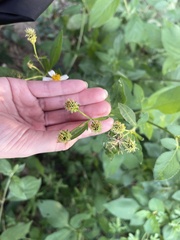 Bidens
