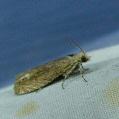 Lathronympha strigana