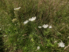 Daucus