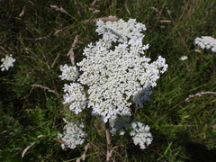 Daucus