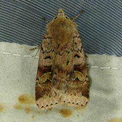 Diarsia mendica