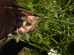 Daucus