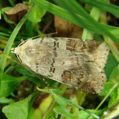 Diarsia mendica