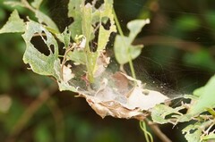 Dendrolycosa