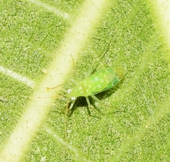 Zanchius breviceps