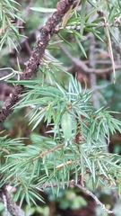 Oligotrophus juniperinus