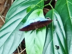 Tanaecia iapis