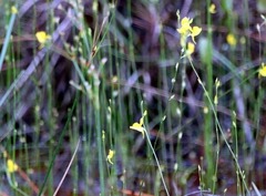Utricularia juncea