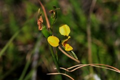 Diuris unica