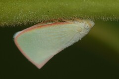 Sanurus