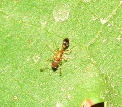 Cardiocondyla