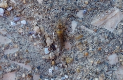 Archaeognatha