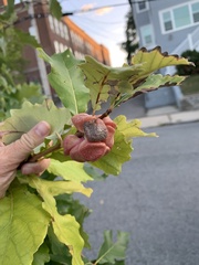 Andricus quercusstrobilanus