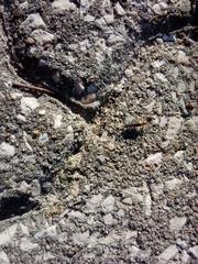 Archaeognatha