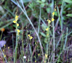 Utricularia juncea