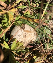 Lycoperdon excipuliforme